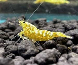 特別出品GOLD GALAXY 種親抱卵ペア。《Snow shrimp》