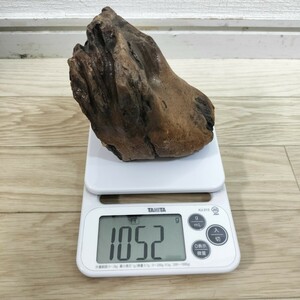  mammoth tooth fossil inspection dinosaur 