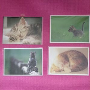 ポストカード 猫