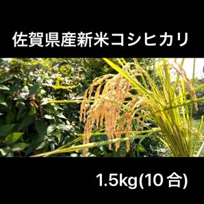 佐賀県産　新米　コシヒカリ　1.5キロ　(10合)