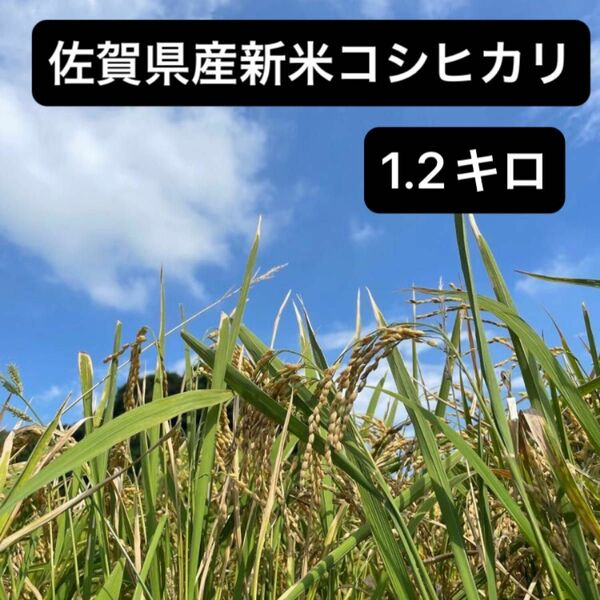 佐賀県産　新米　コシヒカリ　1.2キロ　(8合)