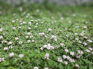 リッピア！40本！根付き*切り苗*無農薬