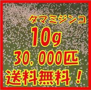 タマミジンコ10g+α30,000匹「めだか金魚熱帯魚の生き餌に！」