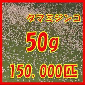 タマミジンコ50g+α150,000匹 「めだか金魚熱帯魚の生き餌に！」の画像1