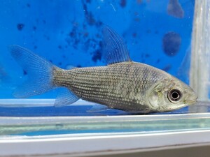 グリーンプロキロダス　体長5センチほど　カラシン　中型カラシン　熱帯魚