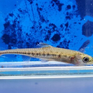 ファーゴ ボウレンゲリィ 体長9センチほど カラシン 熱帯魚の画像2