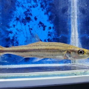 ファーゴ オルナータス 体長11センチほど カラシン 熱帯魚の画像1