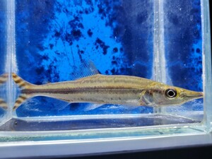 ファーゴ　オルナータス　体長11センチほど　カラシン　熱帯魚