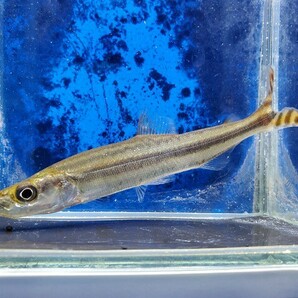 ファーゴ オルナータス 体長11センチほど カラシン 熱帯魚の画像2