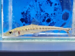 ファーゴ　ボウレンゲリィ　体長9センチほど　カラシン　熱帯魚