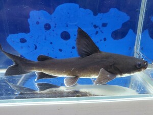 パプアンサーモンキャット　体長15センチほど　ナマズ　ハマギギ　熱帯魚