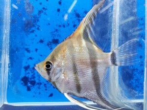 国産レッドショルダーエンゼルフィッシュ　体長5センチほど　シクリッド　スカラレエンゼル　熱帯魚