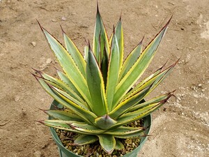 アガベ サングロー Agave 'Sun Glow' succulents 多肉植物