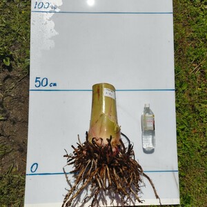 1苗 トーマン　バナナ苗　トールナムワ系　総重量11㎏　大苗　地植え用　デザートバナナ　120サイズ発送　