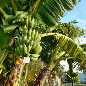 5苗セット ドワーフナムワ バナナ苗  総重量約22㎏ デザートバナナ オススメの品種 160サイズ発送 の画像4