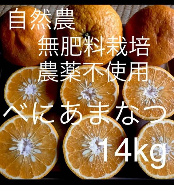 B14 紅甘夏 べにあまなつ　自然農農薬消毒化学肥料不使用自然栽培　#無農薬　#オーガニック　#有機