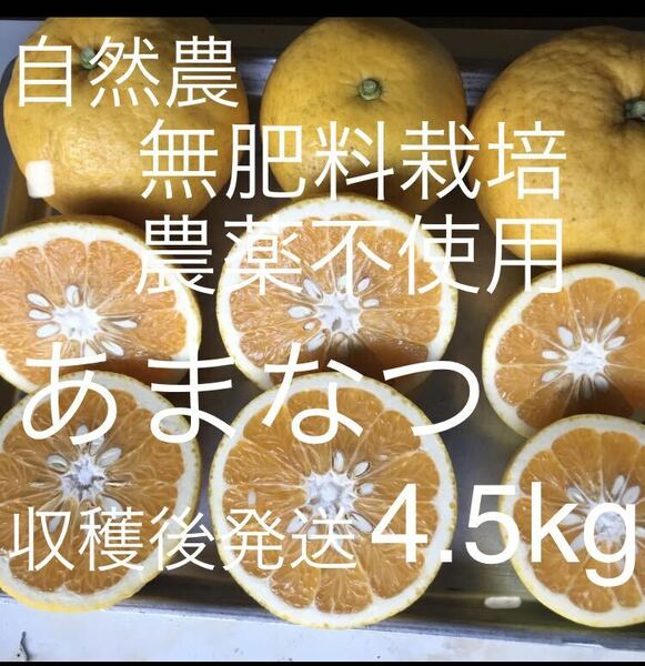 A4.5甘夏 無肥料自然農農薬消毒化学肥料不使用自然栽培　#あまなつ　#夏みかん　#無農薬　#オーガニック　#有機