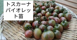 バイオレットミニトマト種 20粒トマト種 野菜激レア!トスカーナバイオレット