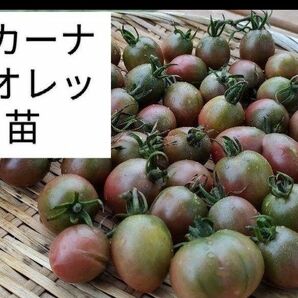 激レア!トスカーナバイオレットミニトマト種 20 粒トマト種 野菜の種 発芽済