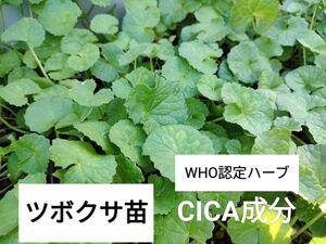 WHO認定ハーブCICA効果ツボクサ苗 10株/ゴツコラ 美容成分 抜き苗