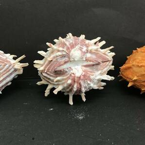 M312 貝殻 標本 貝 メンガイ ウニメンガイ ヤブスマウミギク＋クロシュミセン ウミギク＋クロシュミセン 4種類5個セットの画像4