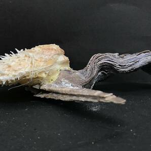 M312 貝殻 標本 貝 メンガイ ウニメンガイ ヤブスマウミギク＋クロシュミセン ウミギク＋クロシュミセン 4種類5個セットの画像8