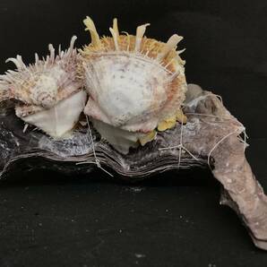 M312 貝殻 標本 貝 メンガイ ウニメンガイ ヤブスマウミギク＋クロシュミセン ウミギク＋クロシュミセン 4種類5個セットの画像6