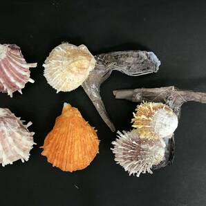 M312 貝殻 標本 貝 メンガイ ウニメンガイ ヤブスマウミギク＋クロシュミセン ウミギク＋クロシュミセン 4種類5個セットの画像1