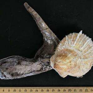 M312 貝殻 標本 貝 メンガイ ウニメンガイ ヤブスマウミギク＋クロシュミセン ウミギク＋クロシュミセン 4種類5個セットの画像7