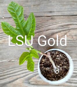 LSU Gold いちじく苗