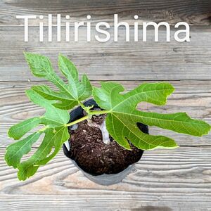 Tillirishimaいちじく苗