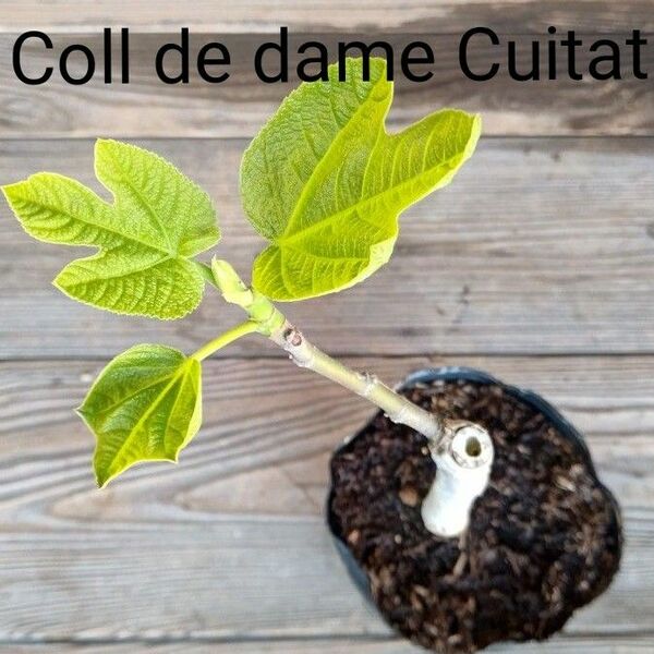 coll de dame cuitatいちじく苗