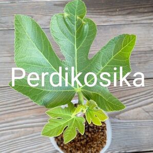 Perdikosikaいちじく苗