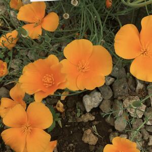  flower .. California poppy orange 15 bead 