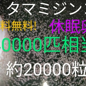 送料無料! タマミジンコ 休眠乾燥卵 40000匹相当（約20000個）常温保存 取説付 金魚 めだか針子 グッピー熱帯魚 餌 乾燥卵の画像1