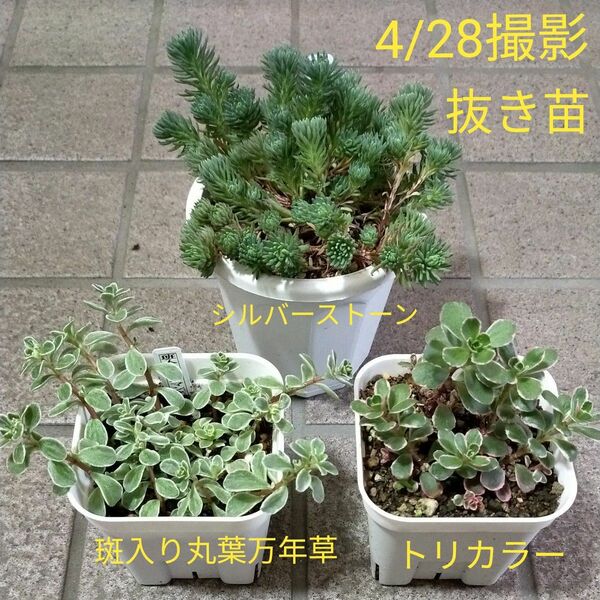 多肉植物・シルバーストーン・斑入り丸葉万年草・トリカラー・抜き苗・3鉢・ネコポス発送・プラス100円で増量して4点セット