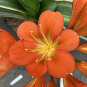 クンシラン 君子蘭 斑入りオレンジ花の画像3