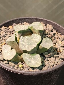 【良形】ハオルチア　万像　(検　多肉植物 サボテン　玉扇　エケベリア　オブツーサ