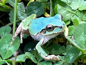 ☆青いアマガエル　天然採取☆サイズ28mm前後　茨城県産