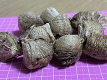 ☆オオカマキリの卵 10個　天然採取　茨城県産　カマキリ☆定形外郵便全国一律120円_画像3