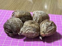 ☆オオカマキリの卵 5個　天然採取　茨城県産　カマキリ☆定形外郵便全国一律120円_画像3