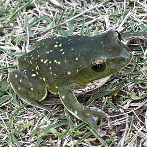 ☆シュレーゲルアオガエル キボシ個体 天然採取☆サイズ51mm前後 茨城県産の画像8