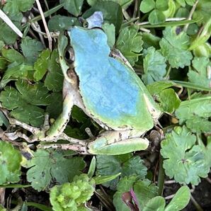 ☆青いアマガエル 天然採取☆サイズ28mm前後 茨城県産の画像9