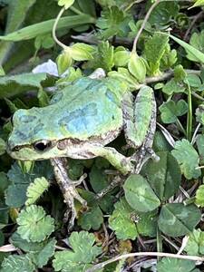 ☆ちょっぴり青い　アマガエル　天然採取☆サイズ30mm前後　茨城県産