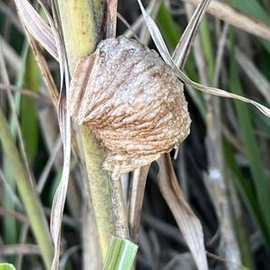 ☆オオカマキリの卵 5個 天然採取 茨城県産 カマキリ☆定形外郵便全国一律120円の画像1