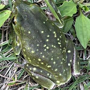 ☆シュレーゲルアオガエル キボシ個体 天然採取☆サイズ51mm前後 茨城県産の画像3