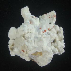 貝 標本 Special コゲクマサカ ウルトラユニークの画像1