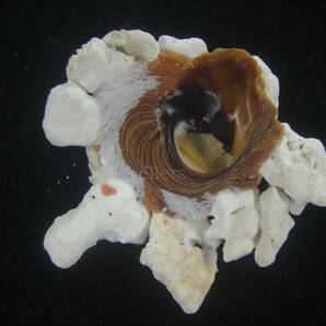 貝 標本 Special コゲクマサカ ウルトラユニークの画像3