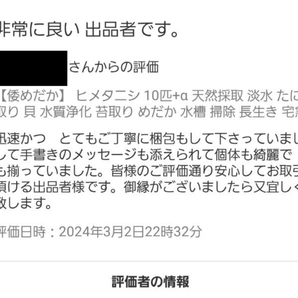 【倭めだか】 ヒメタニシ 5匹+α 天然採取 淡水 たにし コケ取り 貝 水質浄化 苔取り めだか 水槽 掃除 長生きの画像4