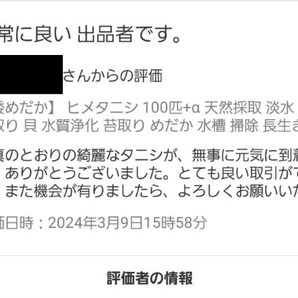 【倭めだか】 ヒメタニシ 5匹+α 天然採取 淡水 たにし コケ取り 貝 水質浄化 苔取り めだか 水槽 掃除 長生きの画像5